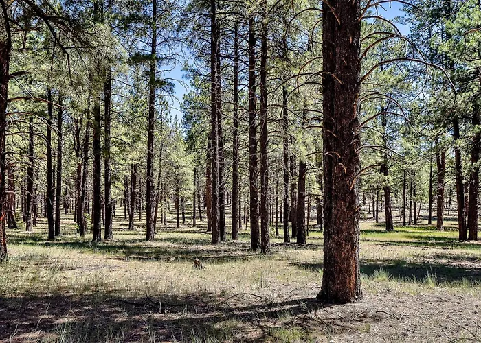 Rustic Star Authentic Log In The Woods Near The Grand Canyon Flagstaff Williams Villa *